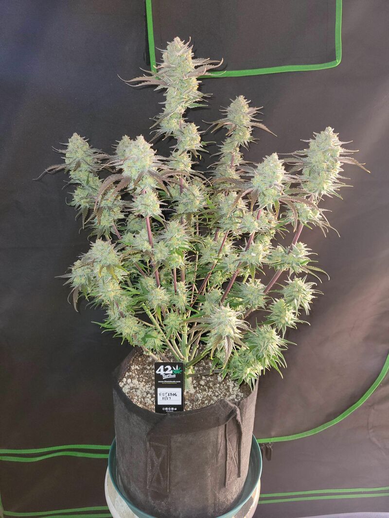 Apple Strudel Auto, Фасовка: 3, изображение 20